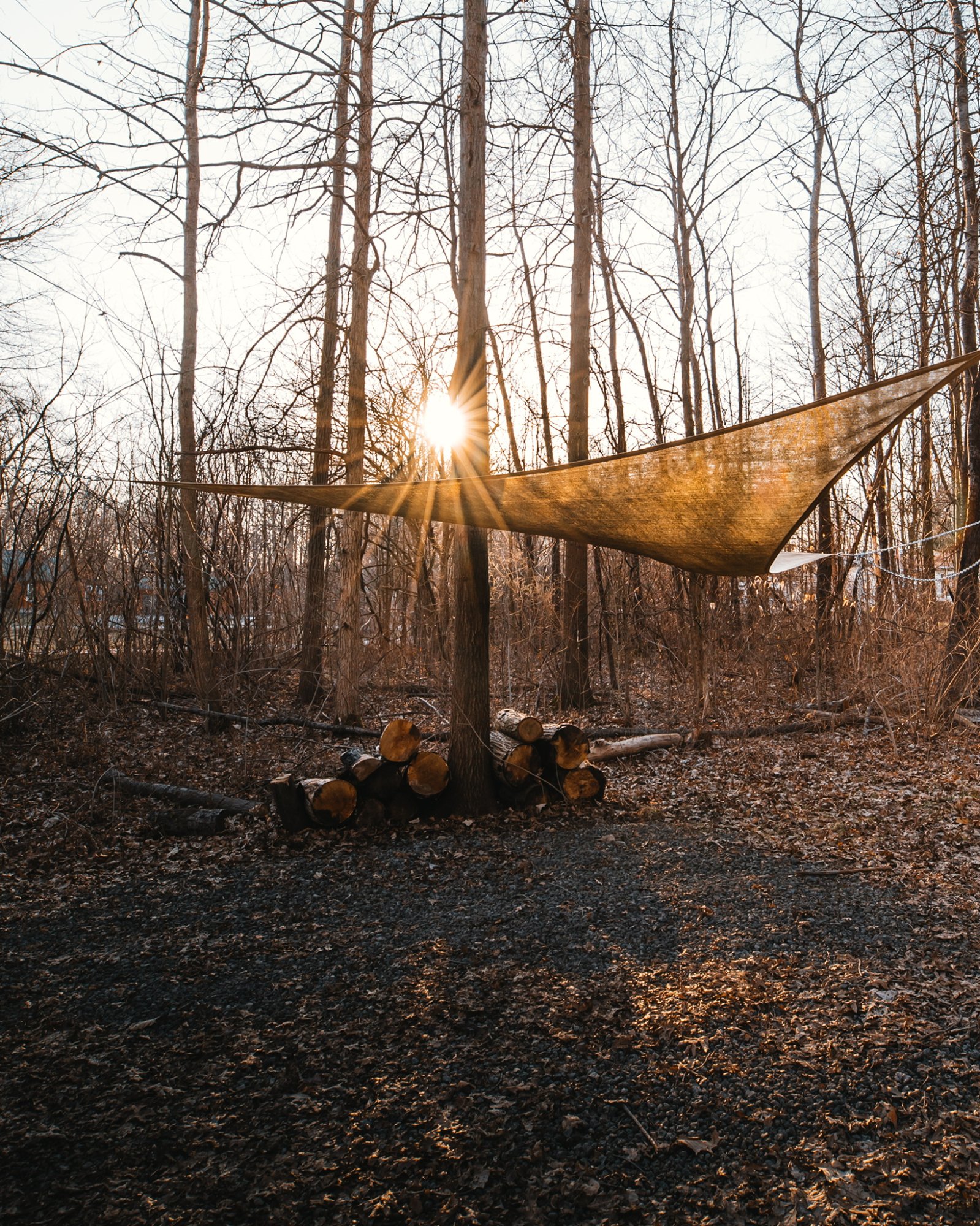 Sunset through the trees on the grounds of The Triangle cabin